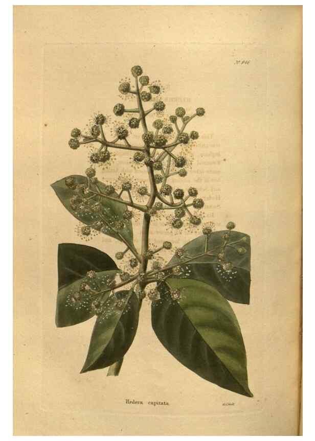 Reproducción/Reproduction 48755511116: The botanical cabinet. London :John & Arthur Arch ...,1817-1833.. 