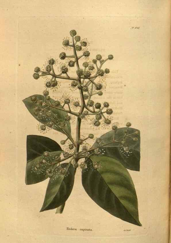 Reproducción/Reproduction 48755511116: The botanical cabinet. London :John & Arthur Arch ...,1817-1833.. 
