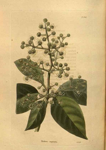 Reproducción/Reproduction 48755511116: The botanical cabinet. London :John & Arthur Arch ...,1817-1833.. 