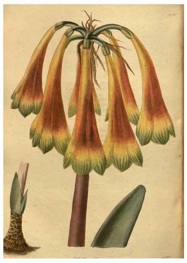 Reproducción/Reproduction 48755707687: The botanical cabinet. London :John & Arthur Arch ...,1817-1833.. 