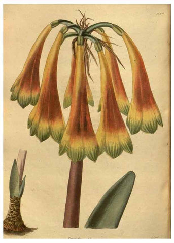 Reproducción/Reproduction 48755707687: The botanical cabinet. London :John & Arthur Arch ...,1817-1833.. 
