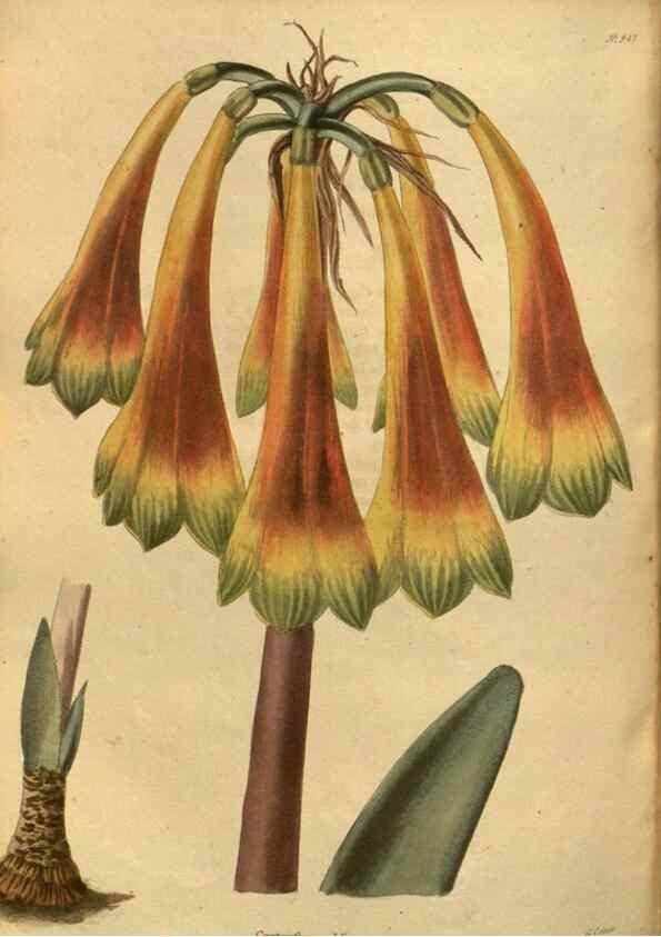 Reproducción/Reproduction 48755707687: The botanical cabinet. London :John & Arthur Arch ...,1817-1833.. 