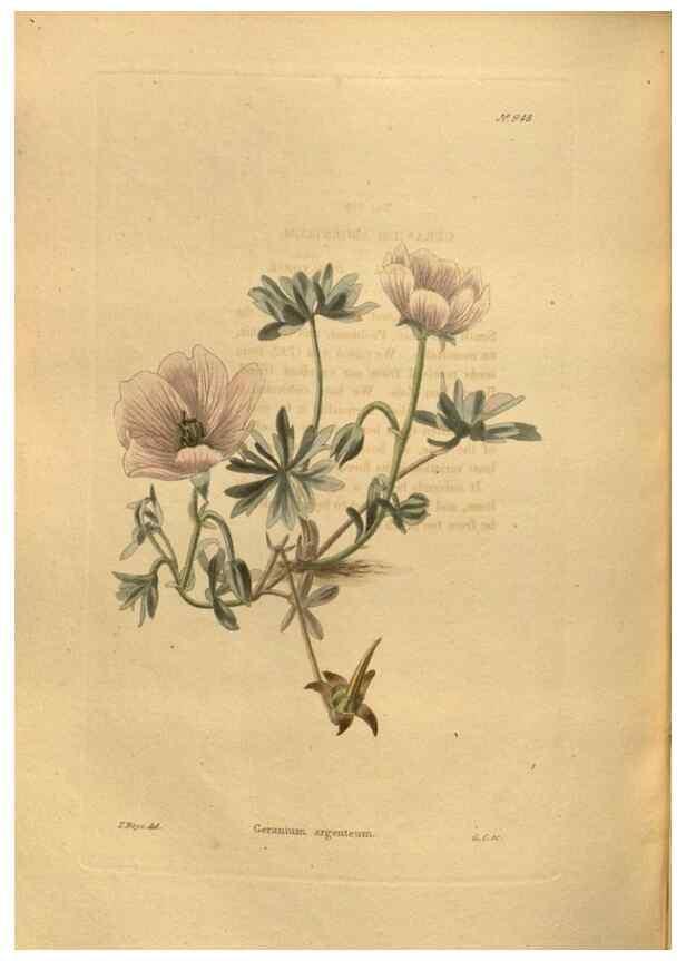 Reproducción/Reproduction 48755192708: The botanical cabinet. London :John & Arthur Arch ...,1817-1833.. 