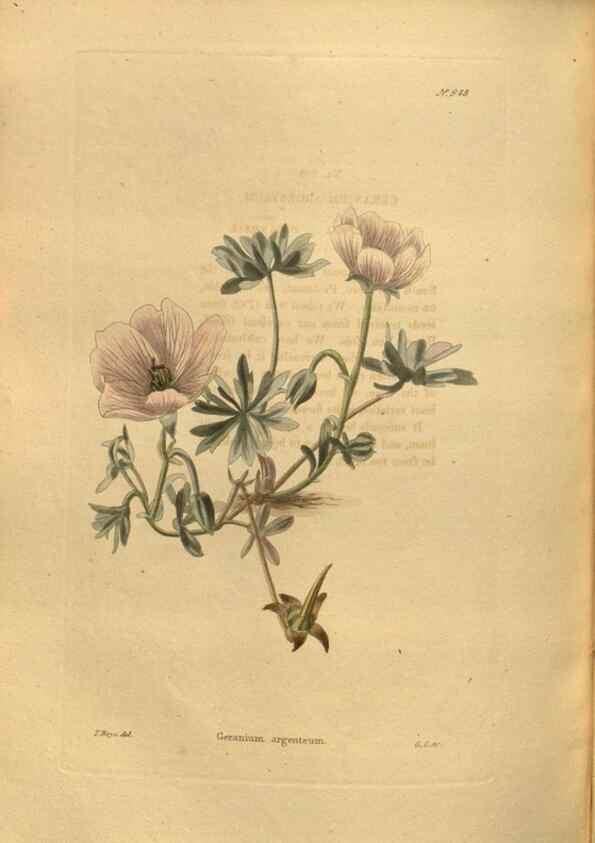 Reproducción/Reproduction 48755192708: The botanical cabinet. London :John & Arthur Arch ...,1817-1833.. 