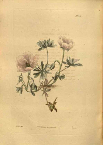 Reproducción/Reproduction 48755192708: The botanical cabinet. London :John & Arthur Arch ...,1817-1833.. 