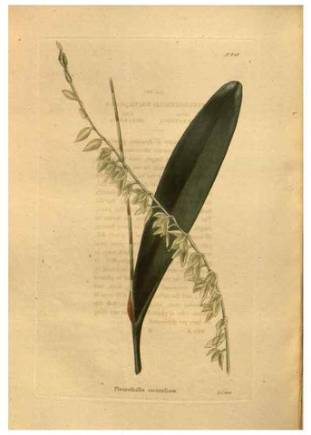 Reproducción/Reproduction 48755512381: The botanical cabinet. London :John & Arthur Arch ...,1817-1833.. 