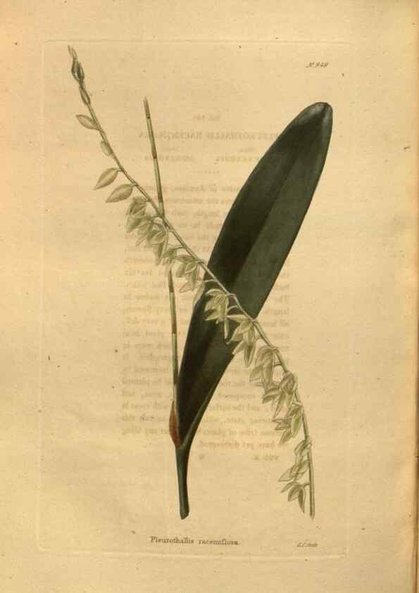 Reproducción/Reproduction 48755512381: The botanical cabinet. London :John & Arthur Arch ...,1817-1833.. 