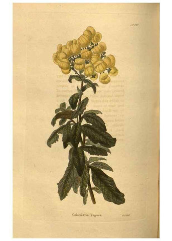Reproducción/Reproduction 48755189743: The botanical cabinet. London :John & Arthur Arch ...,1817-1833.. 