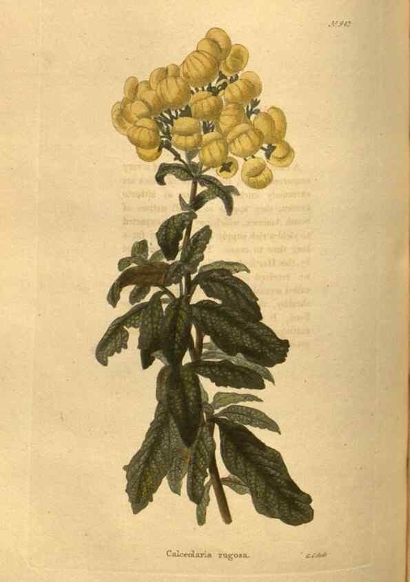 Reproducción/Reproduction 48755189743: The botanical cabinet. London :John & Arthur Arch ...,1817-1833.. 
