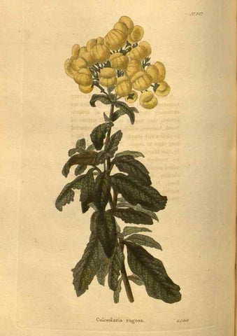 Reproducción/Reproduction 48755189743: The botanical cabinet. London :John & Arthur Arch ...,1817-1833.. 