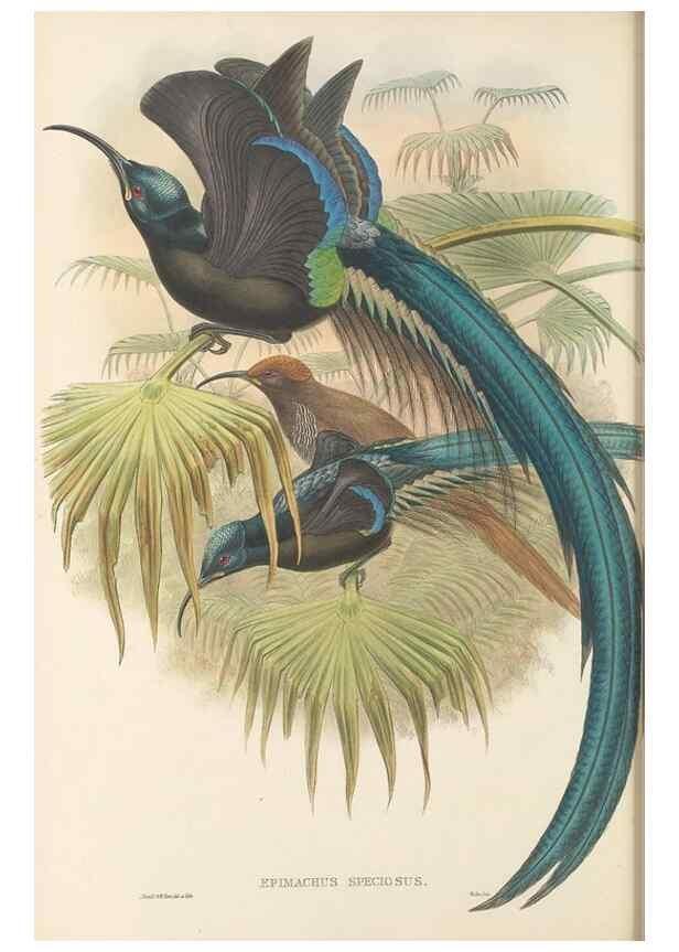 Reproducción/Reproduction 48765880626: The birds of New Guinea and the adjacent Papuan islands. London :Henry Sotheran & Co.,1875-1888.. 
