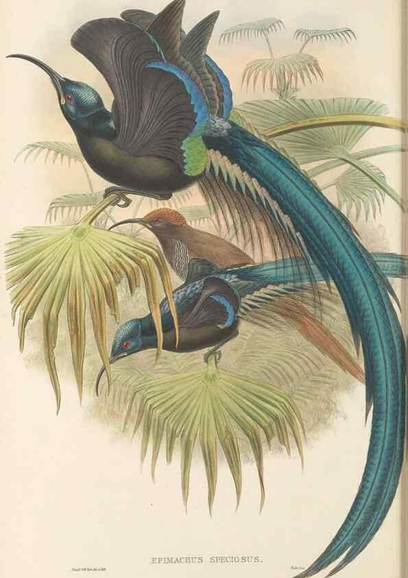 Reproducción/Reproduction 48765880626: The birds of New Guinea and the adjacent Papuan islands. London :Henry Sotheran & Co.,1875-1888.. 