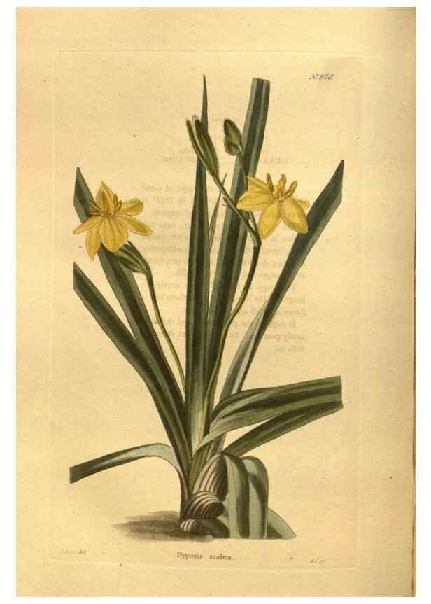 Reproducción/Reproduction 48755203993: The botanical cabinet. London :John & Arthur Arch ...,1817-1833.. 