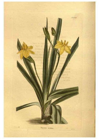 Reproducción/Reproduction 48755203993: The botanical cabinet. London :John & Arthur Arch ...,1817-1833.. 