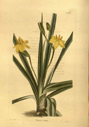 Reproducción/Reproduction 48755203993: The botanical cabinet. London :John & Arthur Arch ...,1817-1833.. 