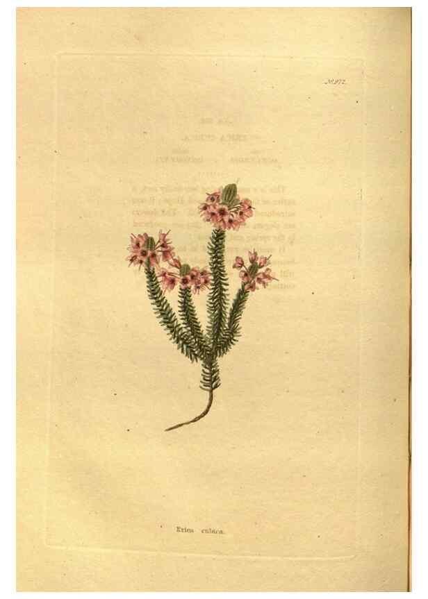 Reproducción/Reproduction 48755204958: The botanical cabinet. London :John & Arthur Arch ...,1817-1833.. 