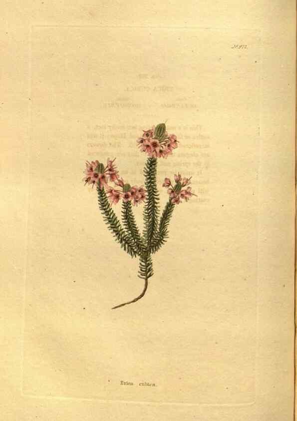 Reproducción/Reproduction 48755204958: The botanical cabinet. London :John & Arthur Arch ...,1817-1833.. 