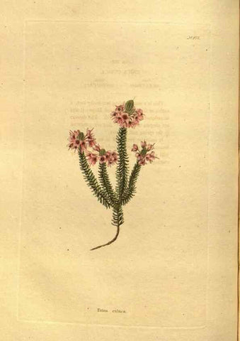 Reproducción/Reproduction 48755204958: The botanical cabinet. London :John & Arthur Arch ...,1817-1833.. 