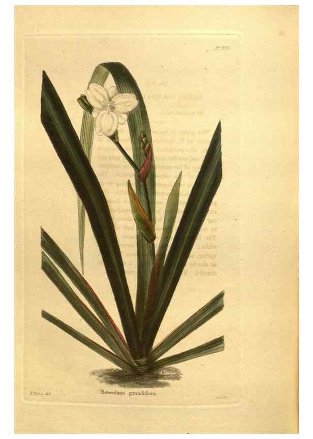 Reproducción/Reproduction 48755730257: The botanical cabinet. London :John & Arthur Arch ...,1817-1833.. 