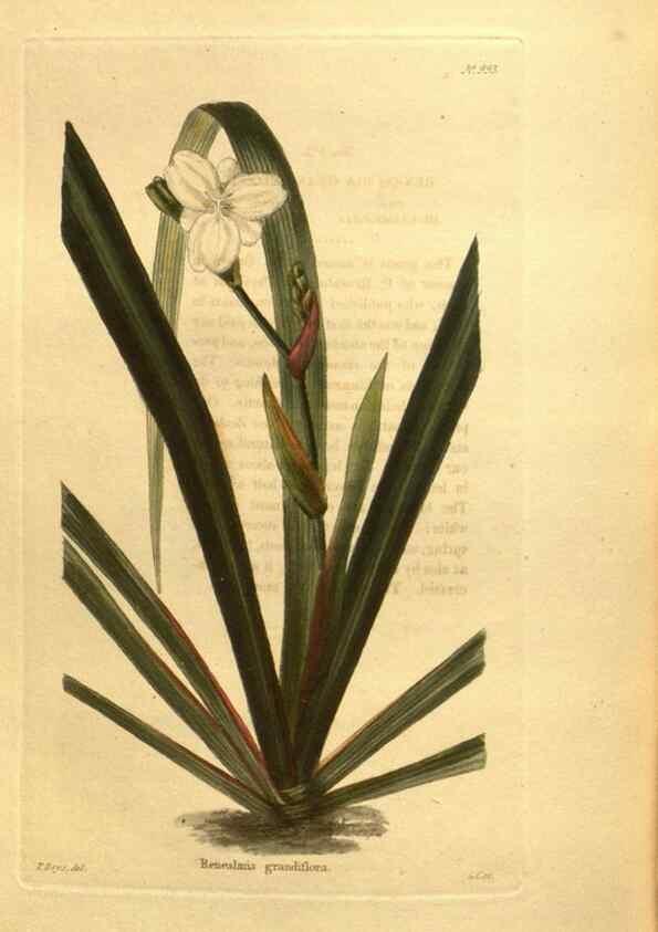 Reproducción/Reproduction 48755730257: The botanical cabinet. London :John & Arthur Arch ...,1817-1833.. 