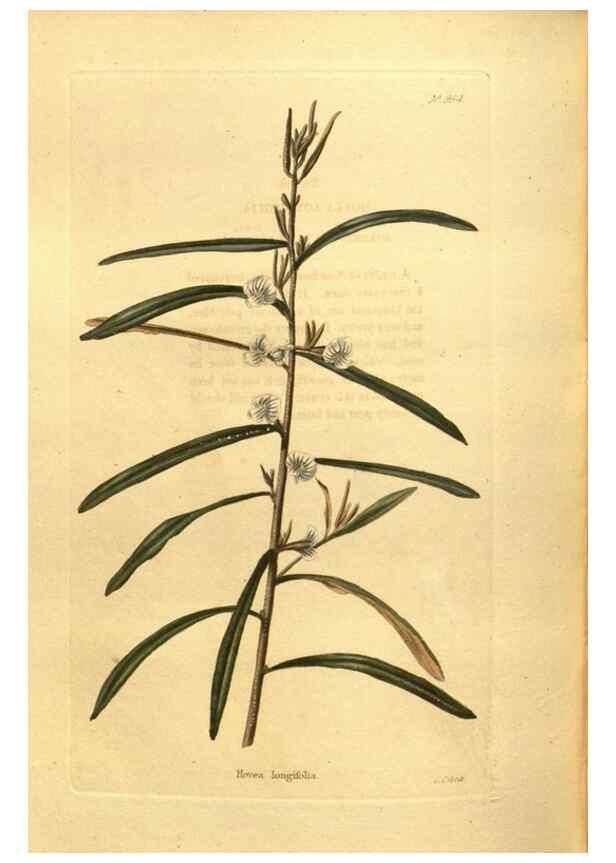 Reproducción/Reproduction 48755730722: The botanical cabinet. London :John & Arthur Arch ...,1817-1833.. 