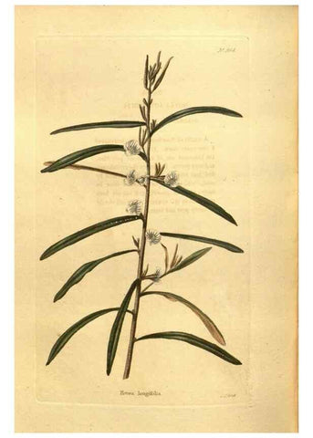 Reproducción/Reproduction 48755730722: The botanical cabinet. London :John & Arthur Arch ...,1817-1833.. 