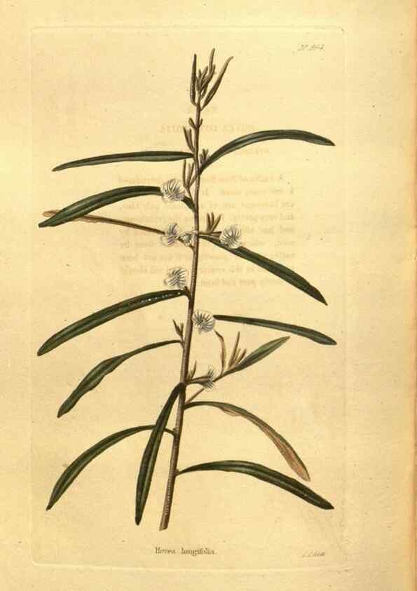 Reproducción/Reproduction 48755730722: The botanical cabinet. London :John & Arthur Arch ...,1817-1833.. 