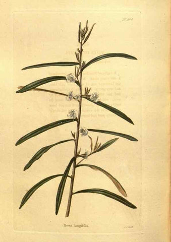 Reproducción/Reproduction 48755730722: The botanical cabinet. London :John & Arthur Arch ...,1817-1833.. 