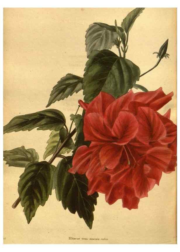 Reproducción/Reproduction 48755534781: The botanical cabinet. London :John & Arthur Arch ...,1817-1833.. 
