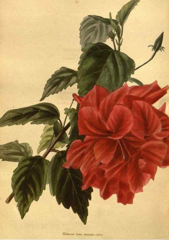 Reproducción/Reproduction 48755534781: The botanical cabinet. London :John & Arthur Arch ...,1817-1833.. 