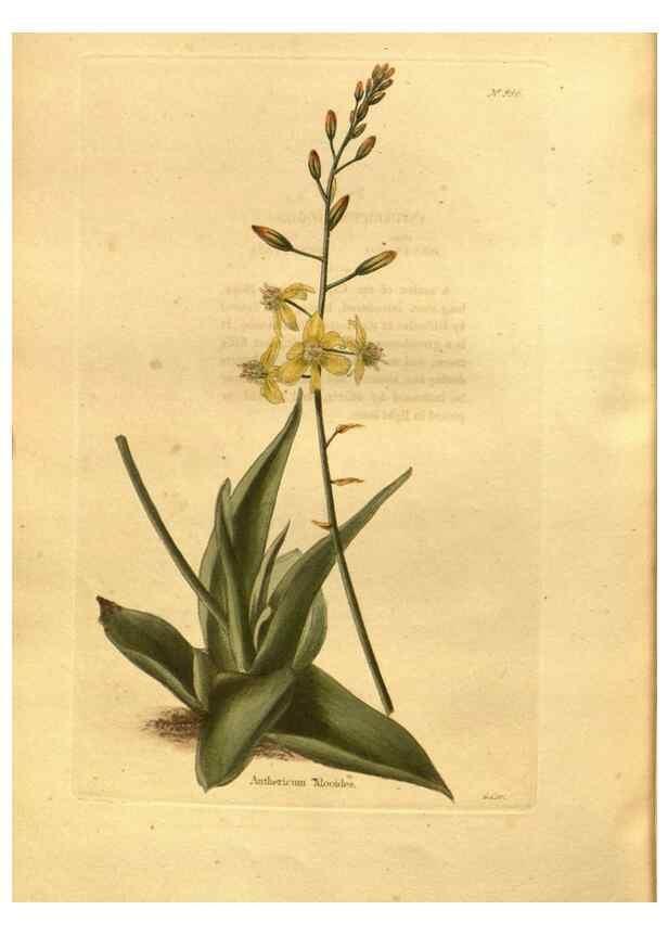 Reproducción/Reproduction 48755731637: The botanical cabinet. London :John & Arthur Arch ...,1817-1833.. 
