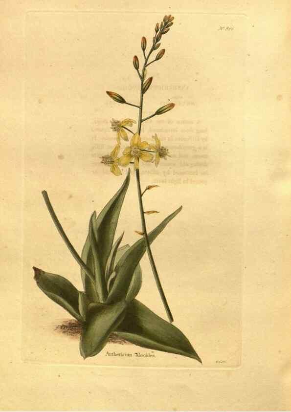 Reproducción/Reproduction 48755731637: The botanical cabinet. London :John & Arthur Arch ...,1817-1833.. 