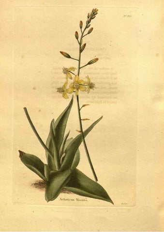 Reproducción/Reproduction 48755731637: The botanical cabinet. London :John & Arthur Arch ...,1817-1833.. 
