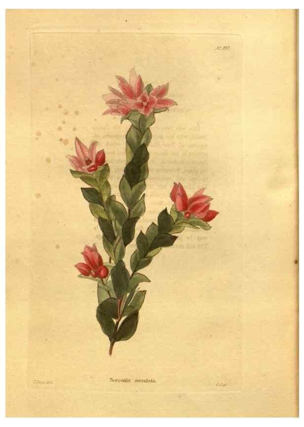 Reproducción/Reproduction 48755535551: The botanical cabinet. London :John & Arthur Arch ...,1817-1833.. 