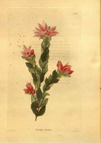 Reproducción/Reproduction 48755535551: The botanical cabinet. London :John & Arthur Arch ...,1817-1833.. 