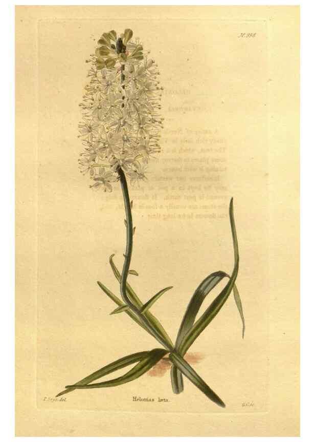 Reproducción/Reproduction 48755535946: The botanical cabinet. London :John & Arthur Arch ...,1817-1833.. 