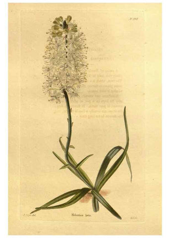 Reproducción/Reproduction 48755535946: The botanical cabinet. London :John & Arthur Arch ...,1817-1833.. 
