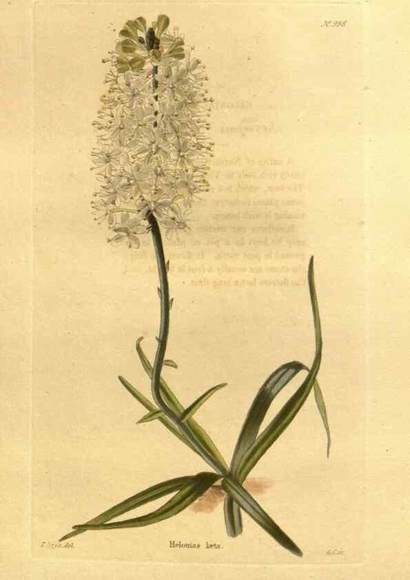 Reproducción/Reproduction 48755535946: The botanical cabinet. London :John & Arthur Arch ...,1817-1833.. 