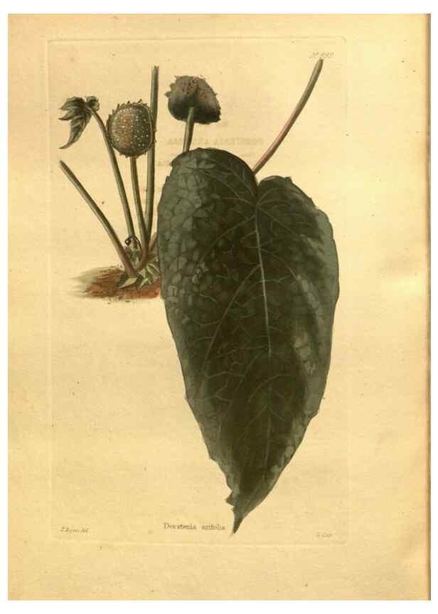 Reproducción/Reproduction 48755732697: The botanical cabinet. London :John & Arthur Arch ...,1817-1833.. 