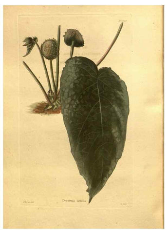 Reproducción/Reproduction 48755732697: The botanical cabinet. London :John & Arthur Arch ...,1817-1833.. 