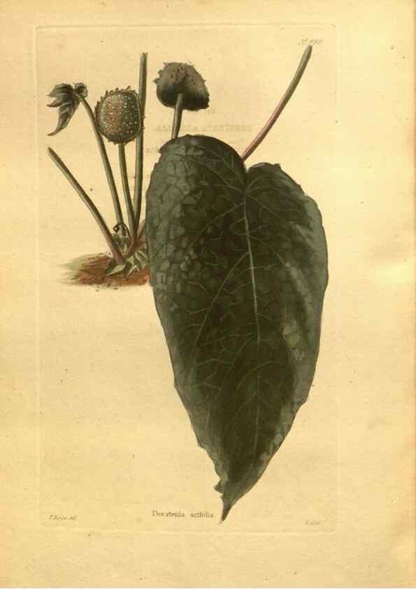 Reproducción/Reproduction 48755732697: The botanical cabinet. London :John & Arthur Arch ...,1817-1833.. 