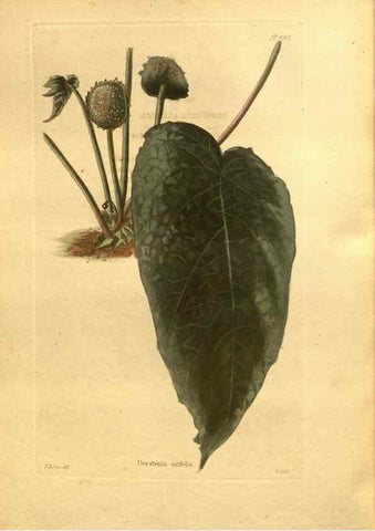 Reproducción/Reproduction 48755732697: The botanical cabinet. London :John & Arthur Arch ...,1817-1833.. 
