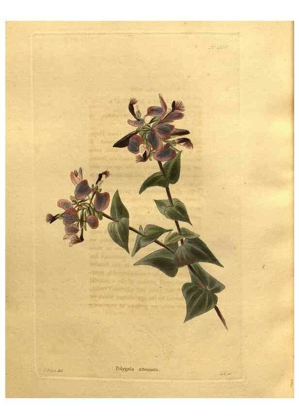 Reproducción/Reproduction 48755217493: The botanical cabinet. London :John & Arthur Arch ...,1817-1833.. 