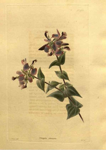 Reproducción/Reproduction 48755217493: The botanical cabinet. London :John & Arthur Arch ...,1817-1833.. 