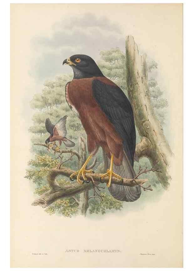 Reproducción/Reproduction 48766077552: The birds of New Guinea and the adjacent Papuan islands. London :Henry Sotheran & Co.,1875-1888.. 