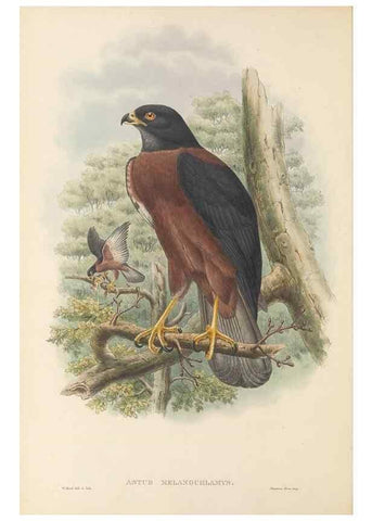 Reproducción/Reproduction 48766077552: The birds of New Guinea and the adjacent Papuan islands. London :Henry Sotheran & Co.,1875-1888.. 