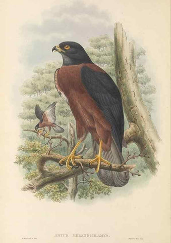 Reproducción/Reproduction 48766077552: The birds of New Guinea and the adjacent Papuan islands. London :Henry Sotheran & Co.,1875-1888.. 