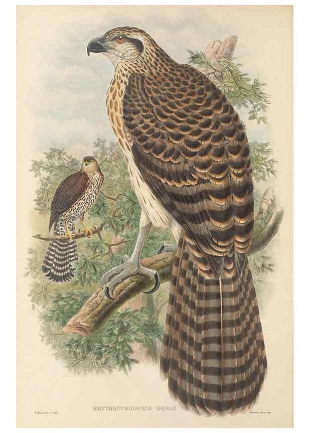 Reproducción/Reproduction 48765877831: The birds of New Guinea and the adjacent Papuan islands. London :Henry Sotheran & Co.,1875-1888.. 