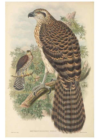 Reproducción/Reproduction 48765877831: The birds of New Guinea and the adjacent Papuan islands. London :Henry Sotheran & Co.,1875-1888.. 