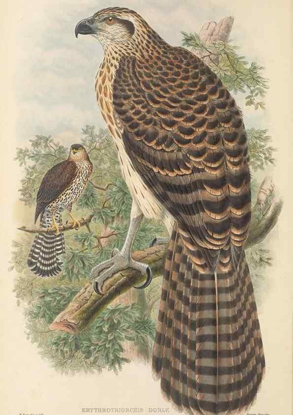 Reproducción/Reproduction 48765877831: The birds of New Guinea and the adjacent Papuan islands. London :Henry Sotheran & Co.,1875-1888.. 